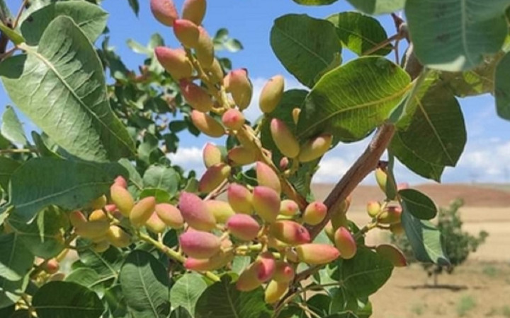 Nesillerce gelir sağlayacak! Bir kez ekince 100 yıla kadar meyve veriyor...