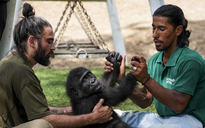 Havalimanında kutuda bulunmuştu goril yavrusu Zeytin'den haber var