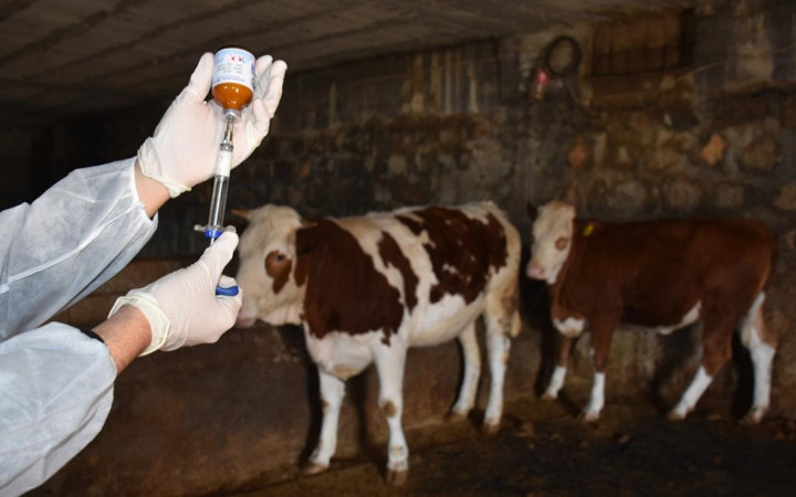 Şap hastalığına karşı tedbir alınmıştı! Aşılama oranına ulaşan 24 ilde hayvan pazarları faliyete geçti...