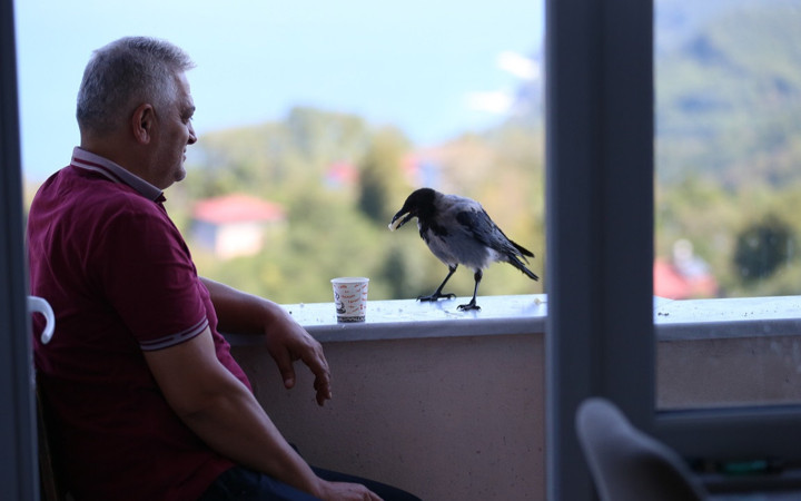 Ordu'da karga ile dost olan fındık üreticisi akıllara Yaren Leylek ile Adem Amca'yı getirdi...
