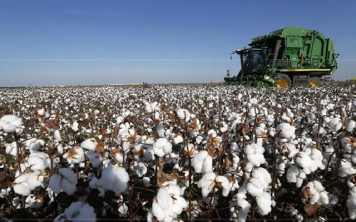 Beyaz altın olarak biliniyor! Adana'da büyük kazanç sağlayan pamuk hasadı başladı...