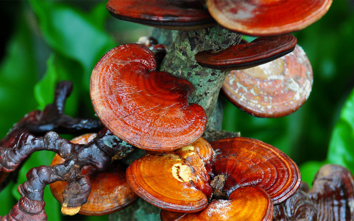 Balkonuna ölümsüzlük mantarı ekti! Bir yılda küçük bir servet kazandı