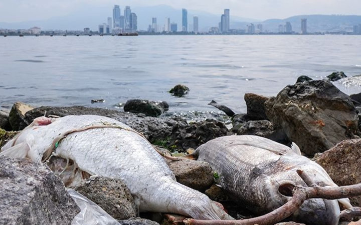 Balıktan vazgeçemeyenler dikkat! Hamsi, palamut, istavrit, lüfer ve barbunda büyük tehlike