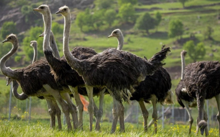 3 Türlü de kazandırıyor! Altın değerindeki hayvan için köylü şini gücünü bıraktı