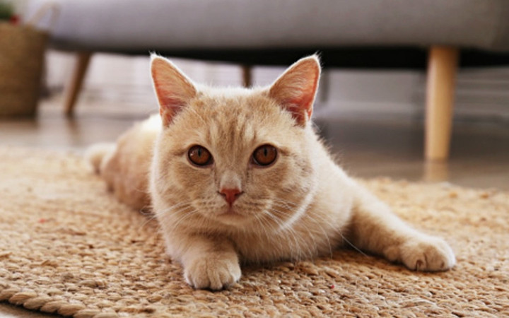 Evde kedisi besleyenler dikkat! Bu hareketi yapıyorsa...