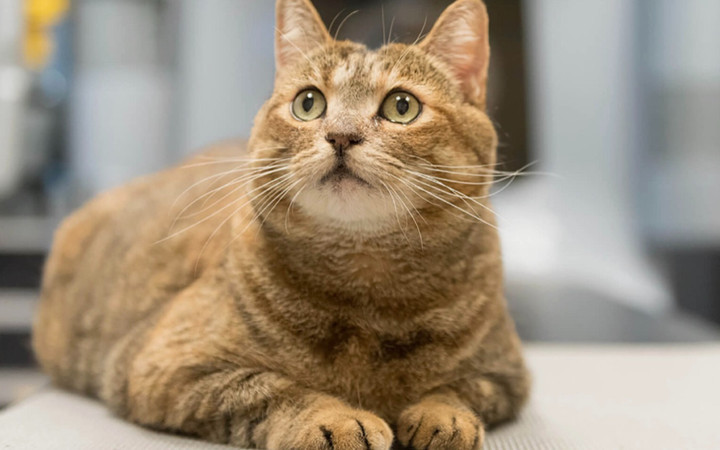 Kanser tedavisinde çığır açacak yöntem! Kediler ile bakın ne yapılıyor...