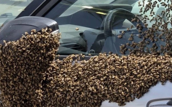 İsrail'de alarm! Tarihin en büyük arı istilası yaşanıyor: Askeri uçuşlar durduruldu...