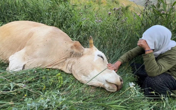 Hakkari'de ineği ölen teyze Türkiye'yi ağlatmıştı! Gereken yapıldı...
