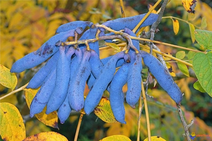 Açlıktan ölecek olsanız bile bunu yer miydiniz?  - Resim: 2