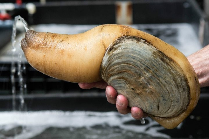 Açlıktan ölecek olsanız bile bunu yer miydiniz?  - Resim: 3