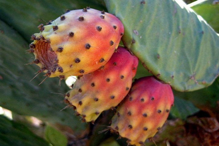 Görünüşü yabancı ama Türkiye'de yetişiyor cinsel gücü arttırıyor! - Resim: 2