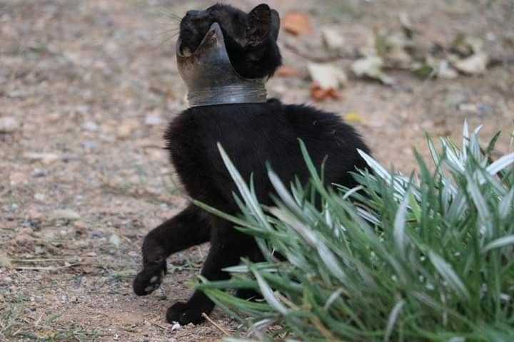 Günlerdir boynunda kavanoz parçası ile yaşıyordu! Sonunda kurtarıldı - Resim: 1