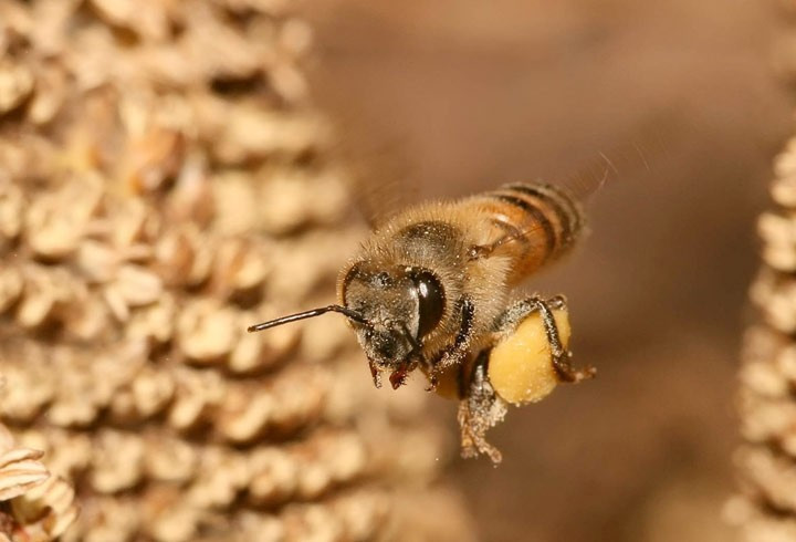 Bilimsel olarak kanıtlandı grip ve dudak uçuklarına karşı bire bir - Resim: 1