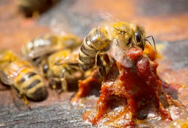 Bilimsel olarak kanıtlandı grip ve dudak uçuklarına karşı bire bir - Resim: 4