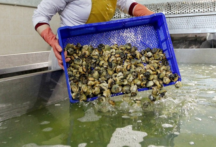 Hem eti hem kabuğu 15 milyon dolar kazandırıyor - Resim: 1