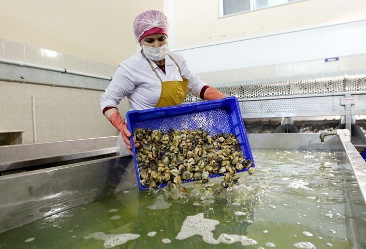 Hem eti hem kabuğu 15 milyon dolar kazandırıyor - Resim: 2