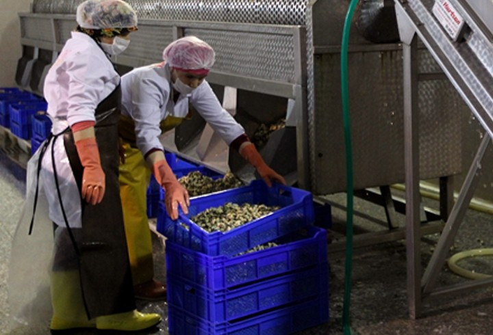 Hem eti hem kabuğu 15 milyon dolar kazandırıyor - Resim: 4