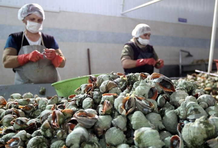 Eti ayrı kabuğu ayrı para - Resim: 1