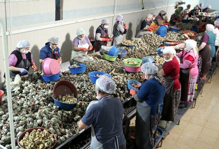 Eti ayrı kabuğu ayrı para - Resim: 4