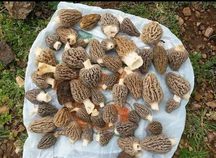 Köylüler topluyor kuzugöbeği mantarının kilosu koranayla fırladı - Resim: 2