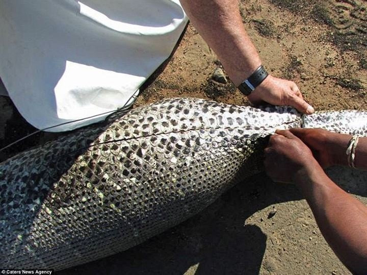 Piton yılanı, kirpiyi yemeye çalıştı ancak sonrası korkunç! - Resim: 3