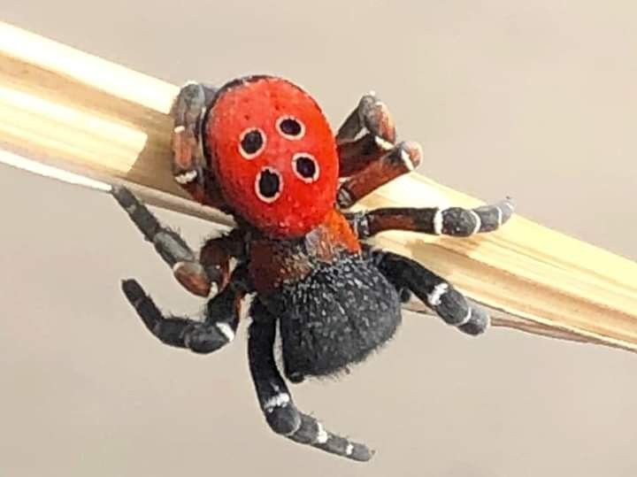 Bilecik'te uğur böceği sandı tehlikeli gerçek ortaya çıktı - Resim: 1