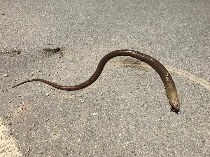 Uzmanlar çifti dostudur diyip uyardı! Yılan sanıp öldürmeyin - Resim: 2