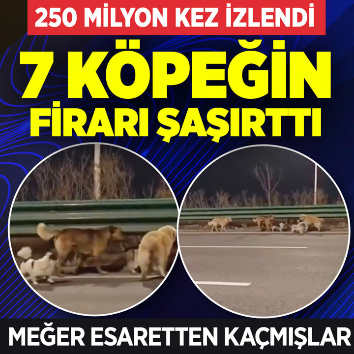 7 köpeğin firarı 250 milyon kez izlendi! Esaretten kaçtılar biri lider biri koruyucu oldu
