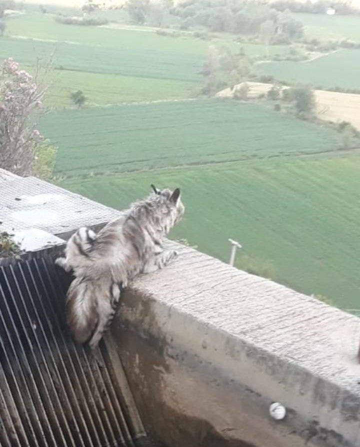 Bekçi fark edince hemen telefona sarıldı: 43 yıl sonra ilk kez görüntülendi! Çizgili sırtlan kamerada... - Resim: 1