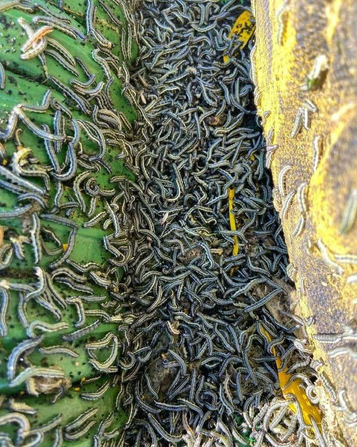 Çayır tırtılı Trakya bölgesini sardı! Çiftçiler her yerden çıkıyor ayçiçeğine dadandı diyor - Resim: 1