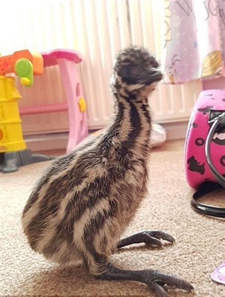 Süs yumurta diye aldı içinden kuş çıktı - Resim: 4