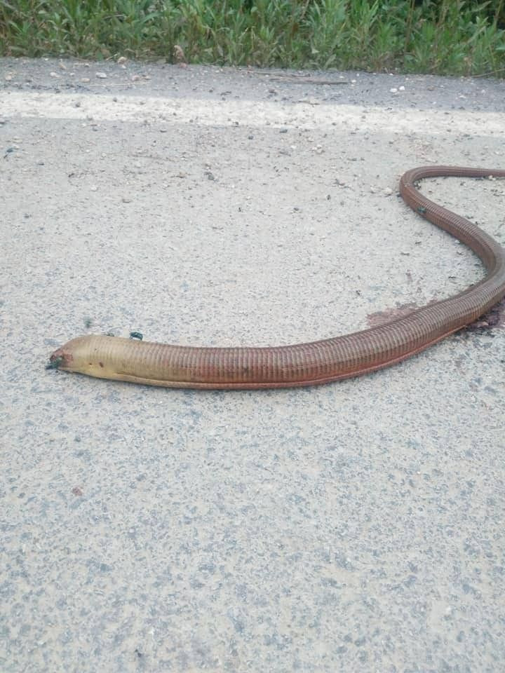 Uzmanlar çifti dostudur diyip uyardı! Yılan sanıp öldürmeyin - Resim: 1