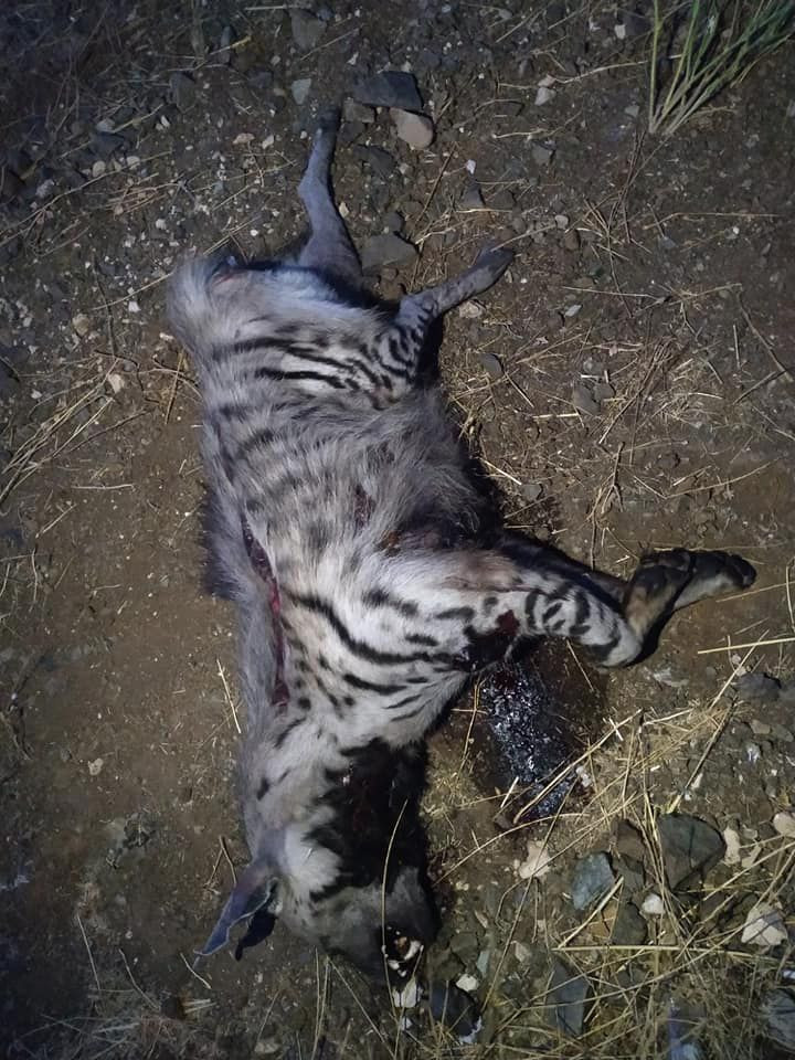 Gaziantep'te aracın çarptığı nesli tükenmekte olan çizgili sırtlan öldü - Resim: 3