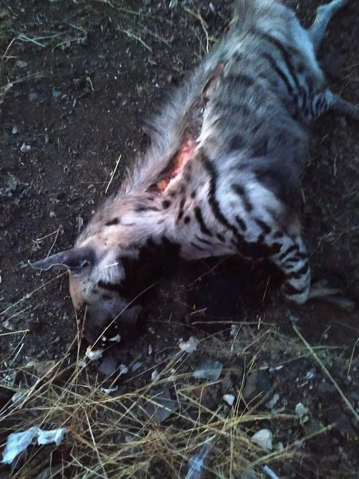 Gaziantep'te aracın çarptığı nesli tükenmekte olan çizgili sırtlan öldü - Resim: 2