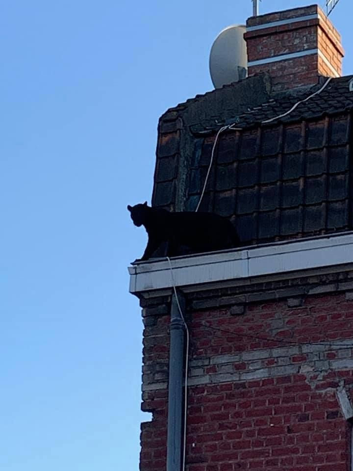 Fransa'da çatı katında panter şoku - Resim: 4