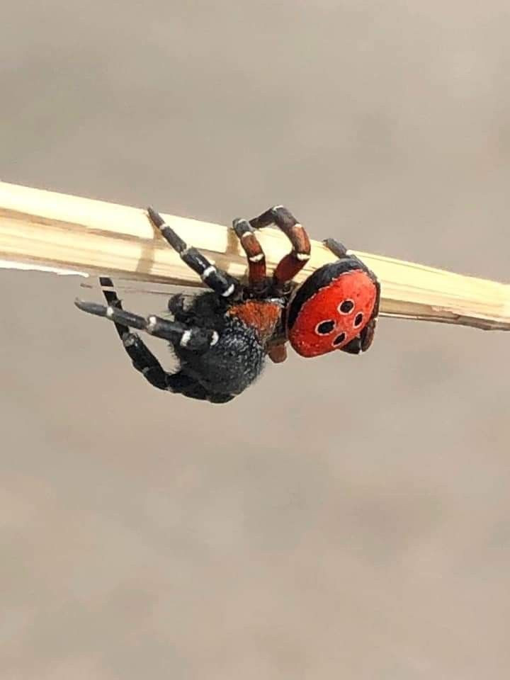 Bilecik'te uğur böceği sandı tehlikeli gerçek ortaya çıktı - Resim: 3