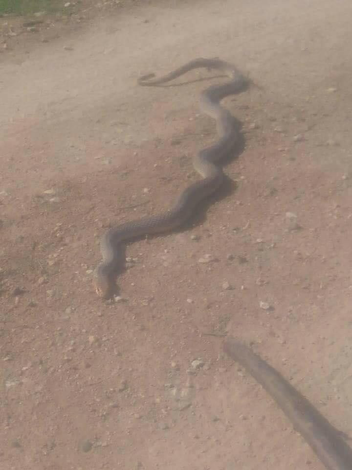 Bursa'da 2 metrelik yılanlar tarlaları bastı! Vatandaşlar korkuya kapıldı - Resim: 1