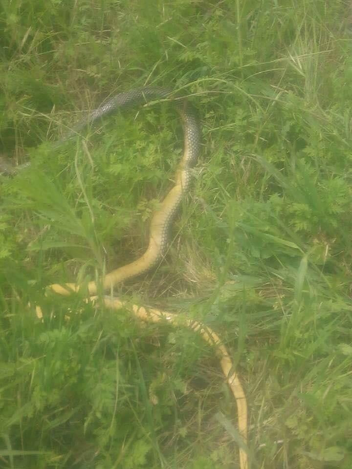 Bursa'da 2 metrelik yılanlar tarlaları bastı! Vatandaşlar korkuya kapıldı - Resim: 2