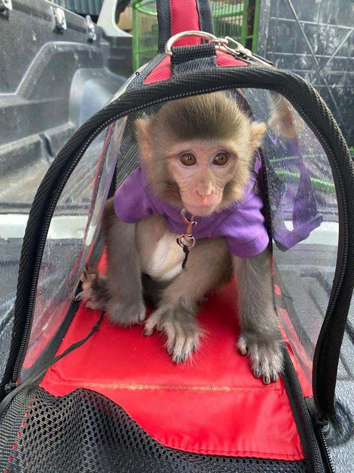 Gözaltına alınan Meriç İzgi serbest kaldı 3'üncü kez kaçak yolla maymun almıştı - Resim: 3