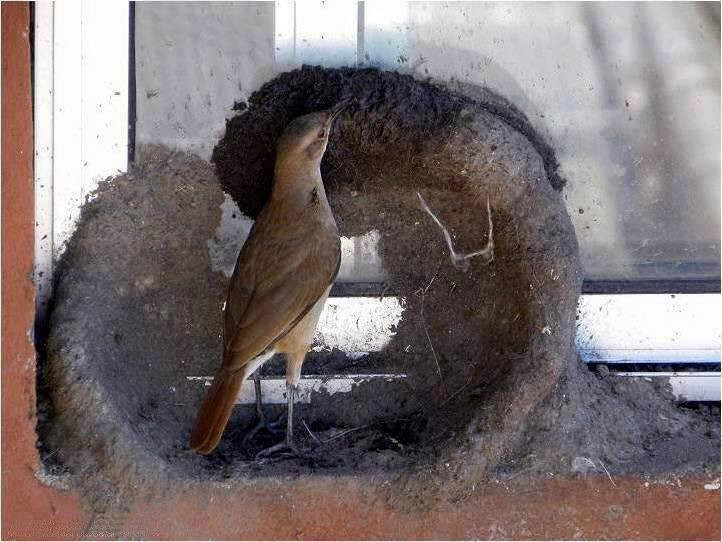Yuvayı dişi kuş yapar ama nasıl? İşte doğanın en masum hali - Resim: 3
