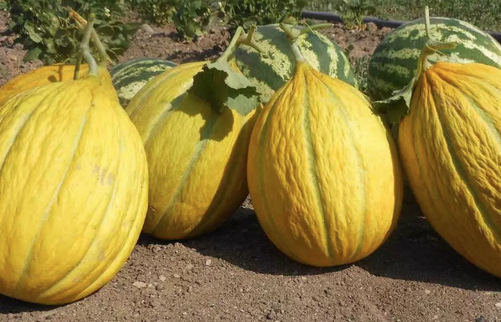 Uzmanlar uyardı! Kavun kabuğunu sakın çöpe atmayın işte inanılmaz faydaları - Resim: 1