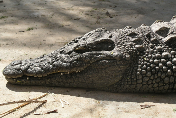 Timsahların ataları bakın ne yiyormuş! Yıllar sonra ortaya çıktı - Resim: 4
