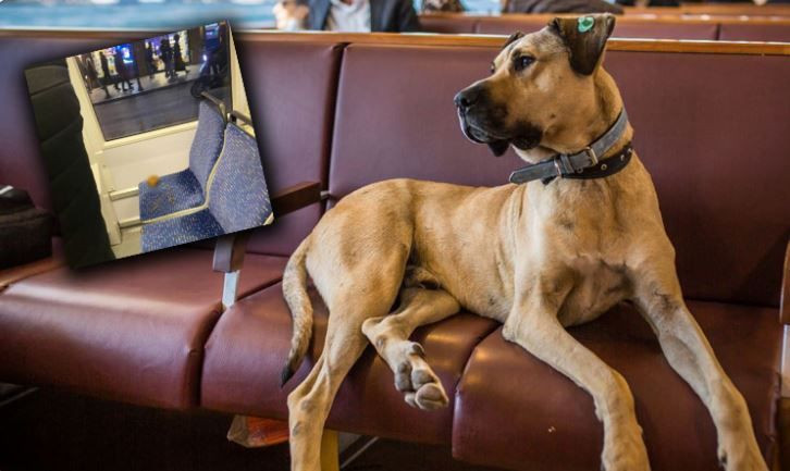 İBB tramvayında 'kaka kumpası' kurulan Boji'yi Demet Akalın sahiplenmek istiyor - Resim: 4