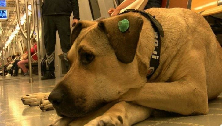 Camdaki Kız'ın Nalan'ı Burcu Biricik'ten Boji'ye kurulan 'kaka' kumpasına tepki - Resim: 4