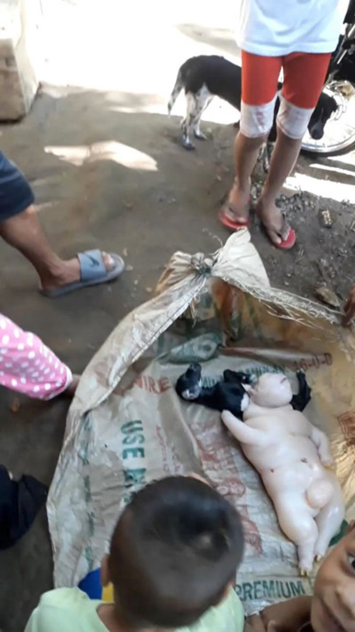 Yarı insan yarı domuz doğurdu! Görenler çığlık çığlığa kaçtı - Resim: 4