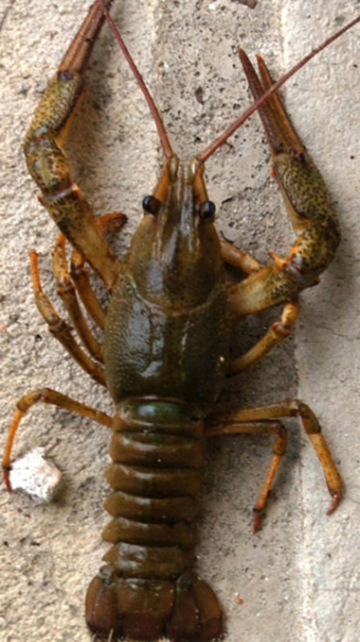 Erkeği olmadan üreyebilen hayvan dünyayı ele geçiriyor - Resim: 1