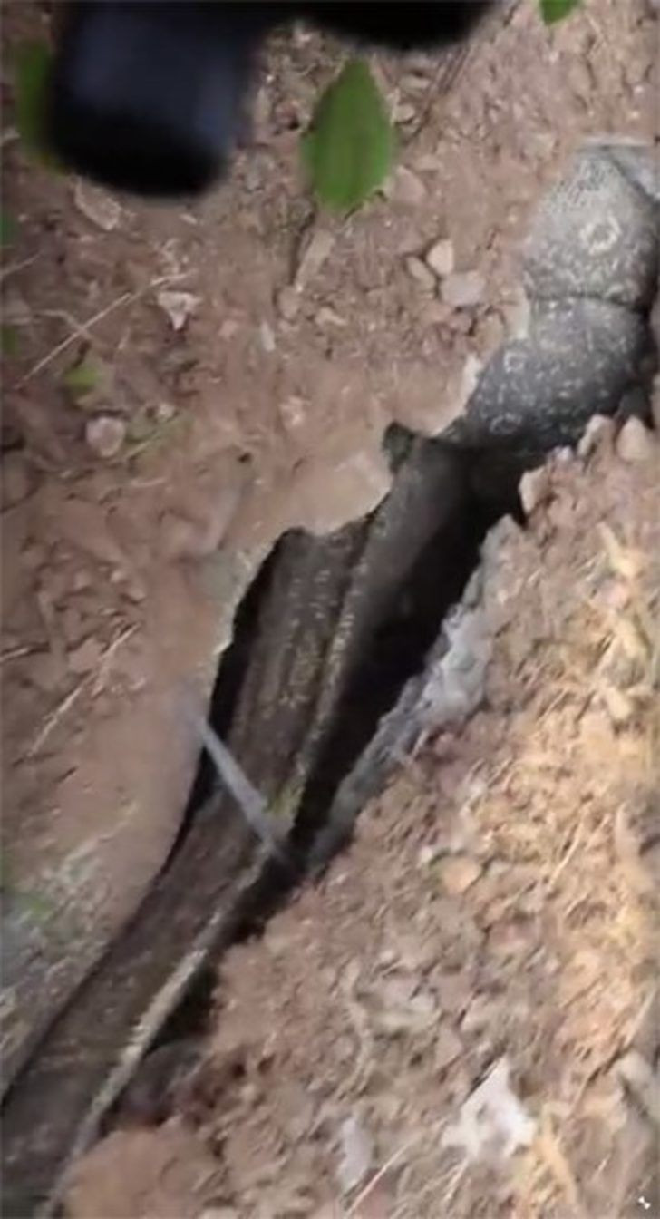 Bahçede toprağın altından gelen sesin kaynağı şoke etti! - Resim: 1