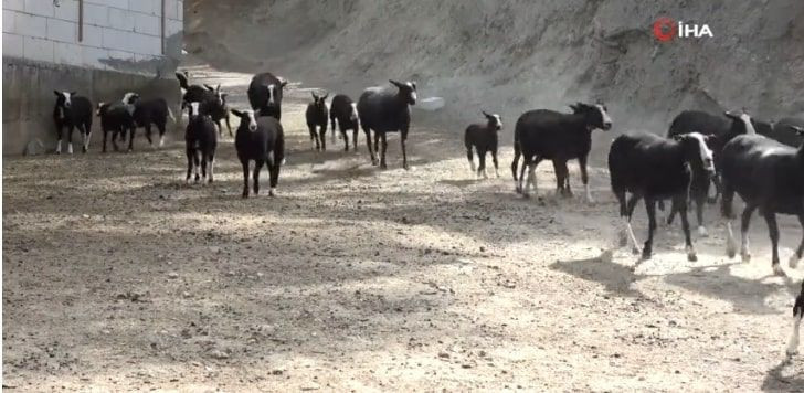Bursa’da kısa yoldan zengin olmak isteyenler bu koyunun peşinde - Resim: 1