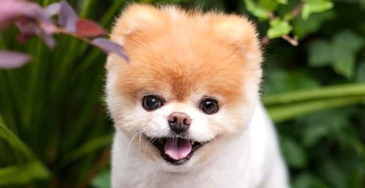 Ölümü 17 milyon takipçisini yasa boğdu!  - Resim: 1