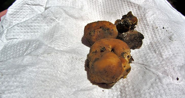 Cinsel gücü artıran doğal afrodizyak! Fiyatı 1000 dolara kadar çıkıyor - Resim: 2